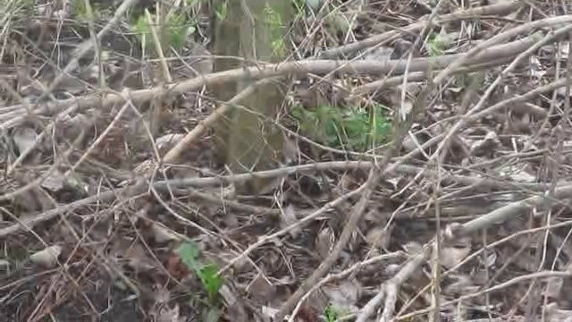 Mosquitero Común (grupo collybita) - ML201885531