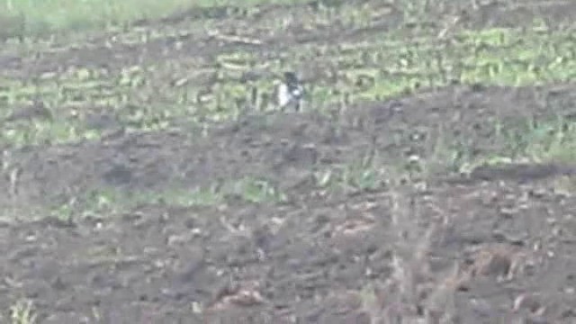 Eurasian Magpie (Eurasian) - ML201885591