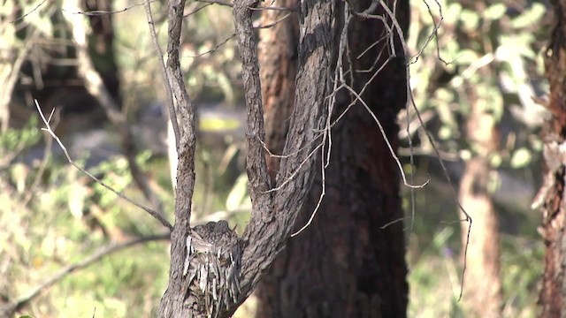 Petroica Pechigrís - ML201886211