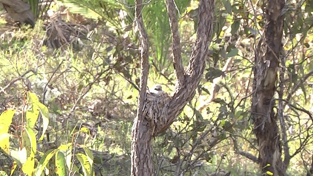 Western Yellow Robin - ML201886271