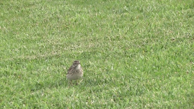 Australian Pipit - ML201886291