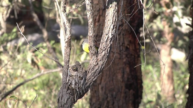 Western Yellow Robin - ML201886341