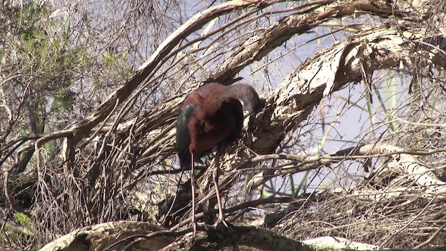 Glossy Ibis - ML201886381