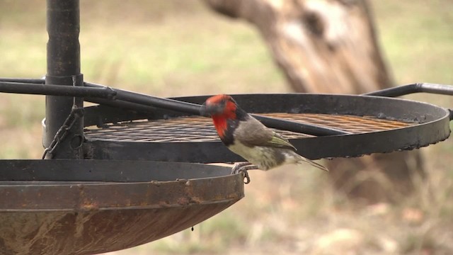 Kara Kolyeli Barbet - ML201886461