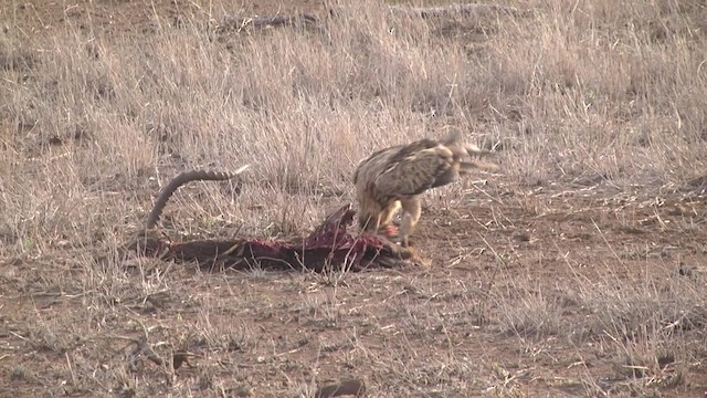 Tawny Eagle - ML201886491