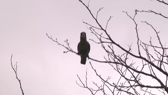 Brown-headed Parrot - ML201886511