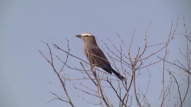 Rufous-crowned Roller - ML201886521