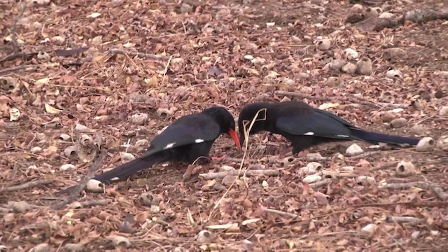 Abubilla Arbórea Verde - ML201886531