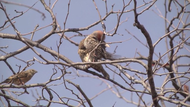 Red-headed Finch - ML201886541