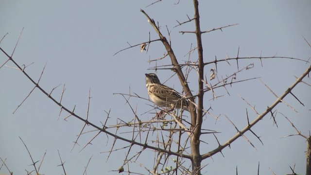 sabotalerke (sabota gr.) - ML201886561