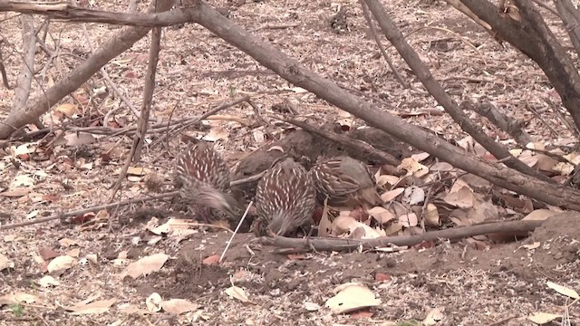 Crested Francolin - ML201886571