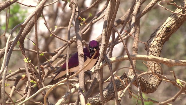 Violet-backed Starling - ML201886611