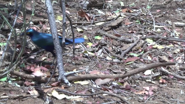 Greater Blue-eared Starling - ML201886621