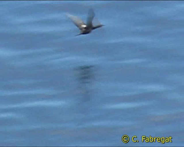 European Shag (Mediterranean) - ML201886681