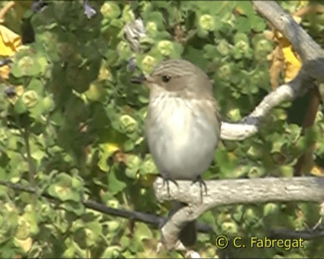 Spotted Flycatcher (Mediterranean) - ML201886711