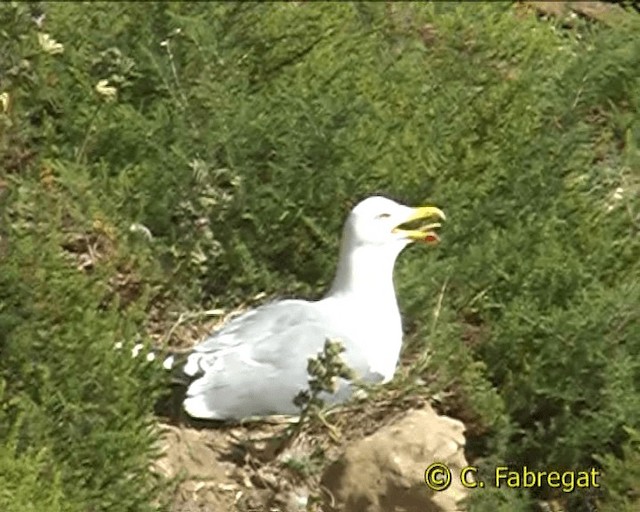 Gaviota Patiamarilla (michahellis) - ML201886731