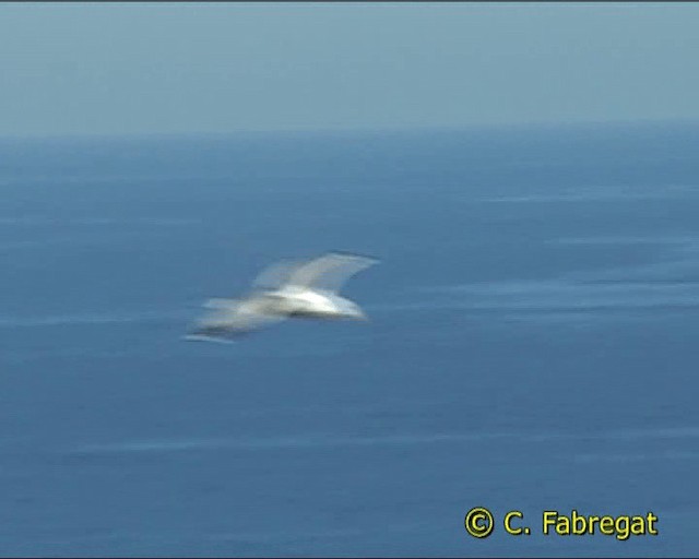 Gaviota Patiamarilla (michahellis) - ML201886741