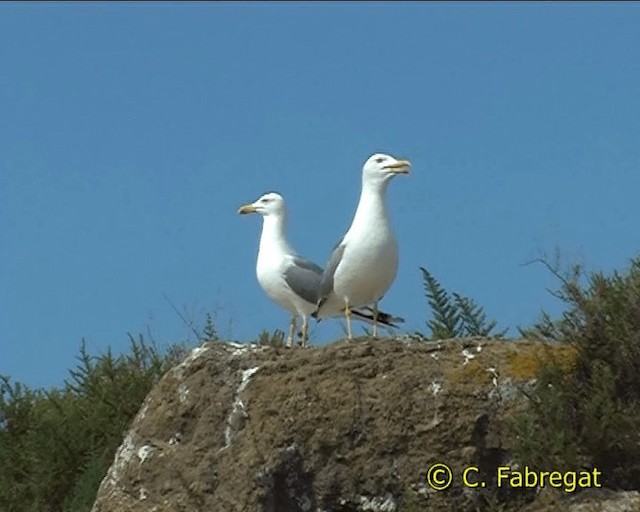 Gaviota Patiamarilla (michahellis) - ML201886751