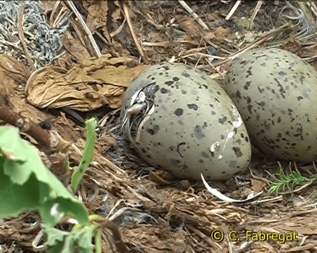 Gaviota Patiamarilla (michahellis) - ML201886761