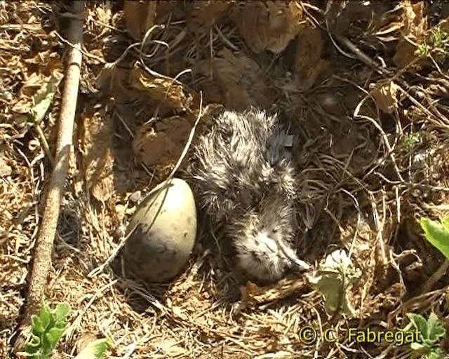 Gaviota Patiamarilla (michahellis) - ML201886771