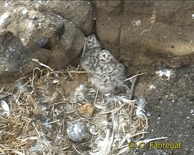 Gaviota Patiamarilla (michahellis) - ML201886781