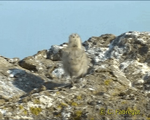 Gaviota Patiamarilla (michahellis) - ML201886801