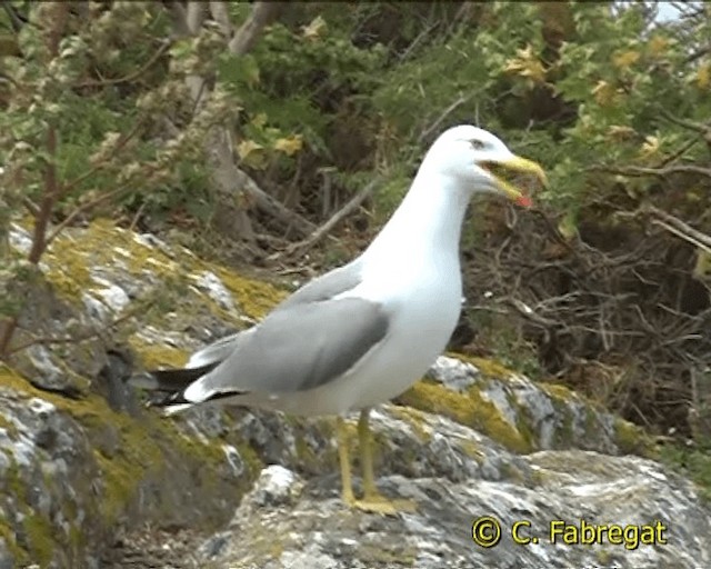 Gaviota Patiamarilla (michahellis) - ML201886841