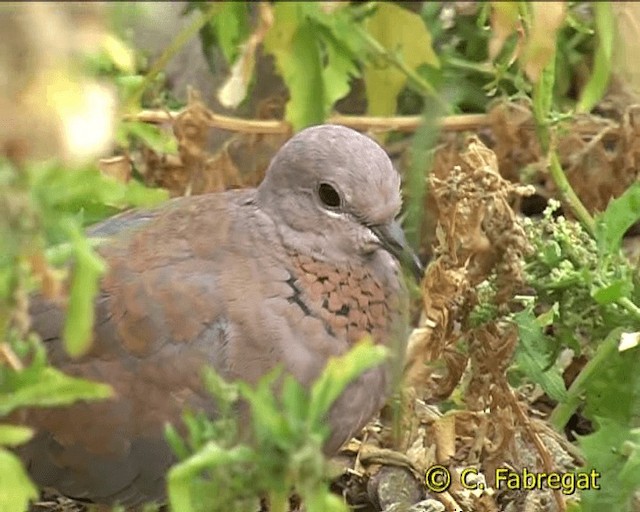 Laughing Dove - ML201886851