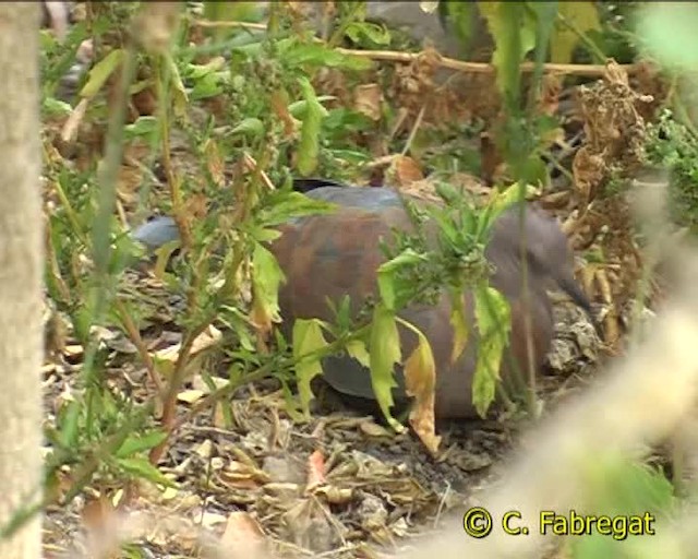 Laughing Dove - ML201886861