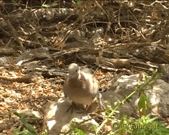 Laughing Dove - ML201886881