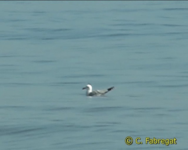 Audouin's Gull - ML201886901