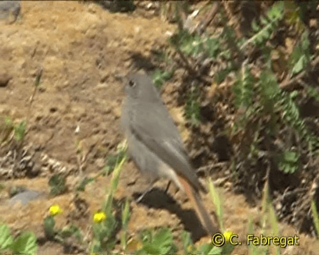 Colirrojo Tizón (gibraltariensis/aterrimus) - ML201886931