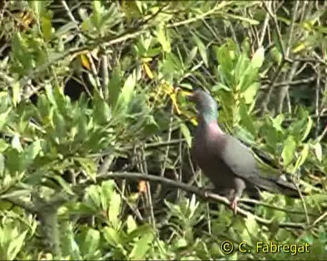 カナリーバト - ML201886961