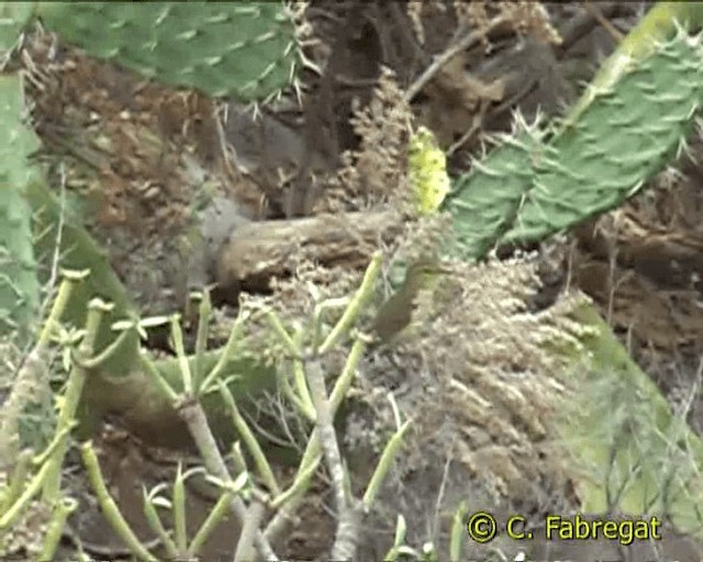 Canary Islands Chiffchaff - ML201887011