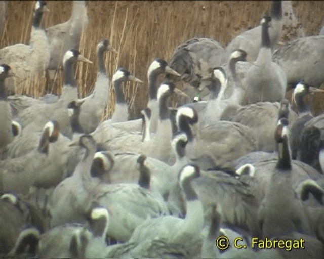 Common Crane - ML201887111