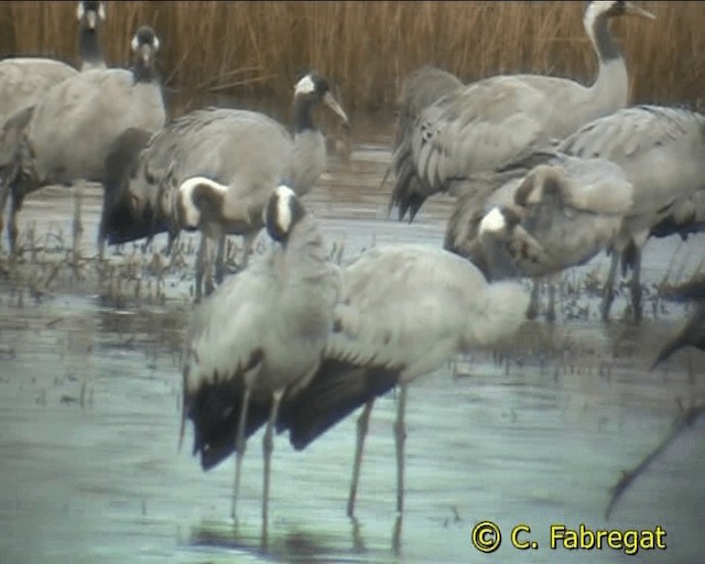 Common Crane - ML201887121