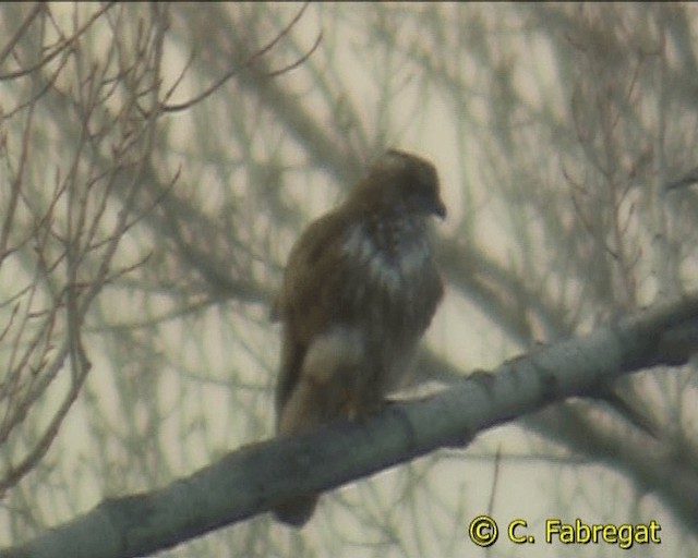 Mäusebussard (buteo) - ML201887151