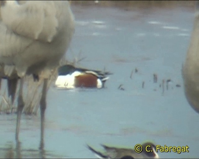 Northern Shoveler - ML201887171