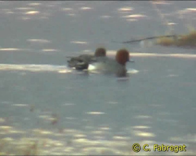 Eurasian Wigeon - ML201887181