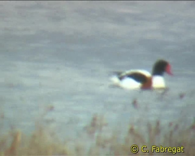 Common Shelduck - ML201887191