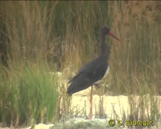 Black Stork - ML201887211