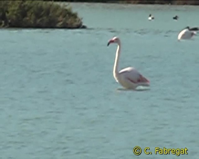 Greater Flamingo - ML201887261