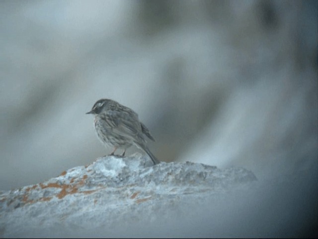 Radde's Accentor (Radde's) - ML201887341