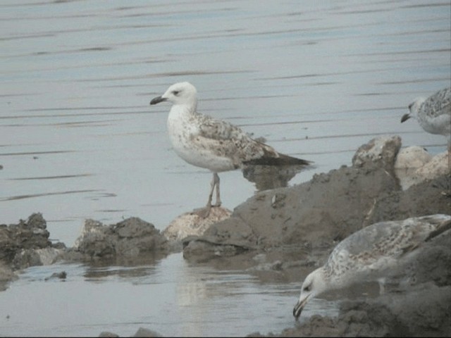 Armenian Gull - ML201887361