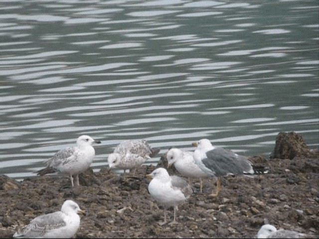 Armenian Gull - ML201887371