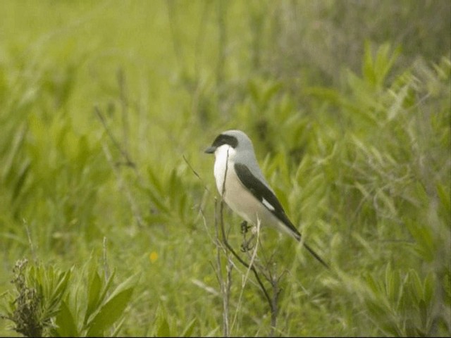 Lesser Gray Shrike - ML201887381