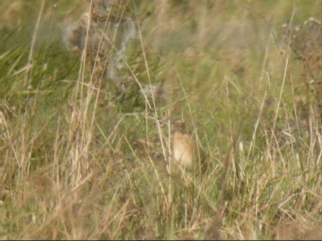 Richard's Pipit - ML201887391