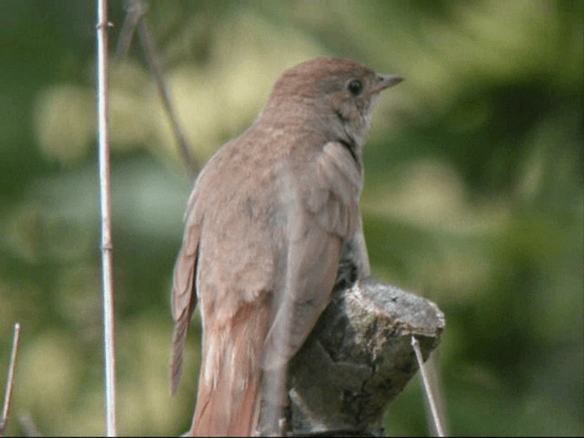 Thrush Nightingale - ML201887411