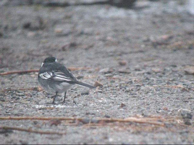 White Wagtail (British) - ML201887421