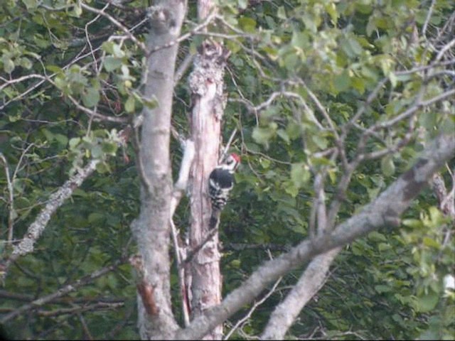 White-backed Woodpecker - ML201887431